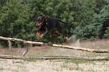 DOBERMANN 811